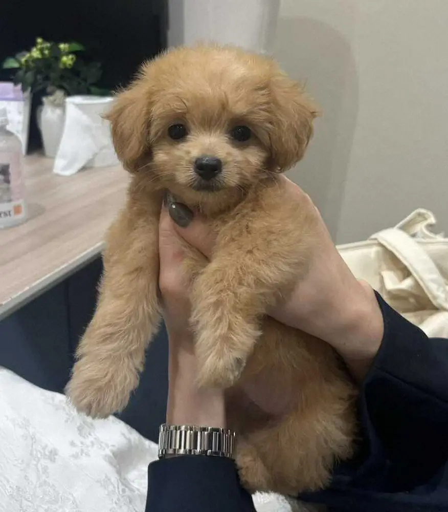 【画像・写真】【うちのデコピン】中日・清水　「あの子が一番」妻と即決断