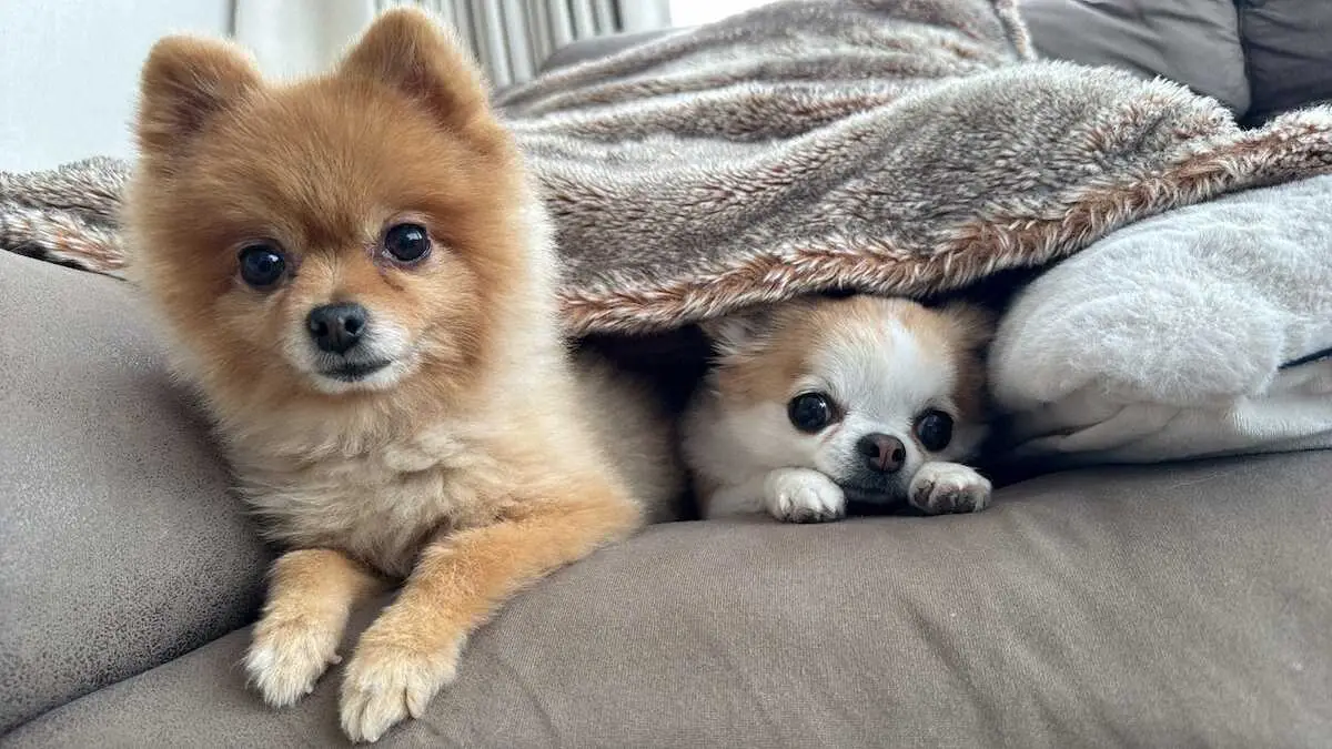 【画像・写真】【うちのデコピン】日本ハム・加藤貴　遠征などで離れると寂しい