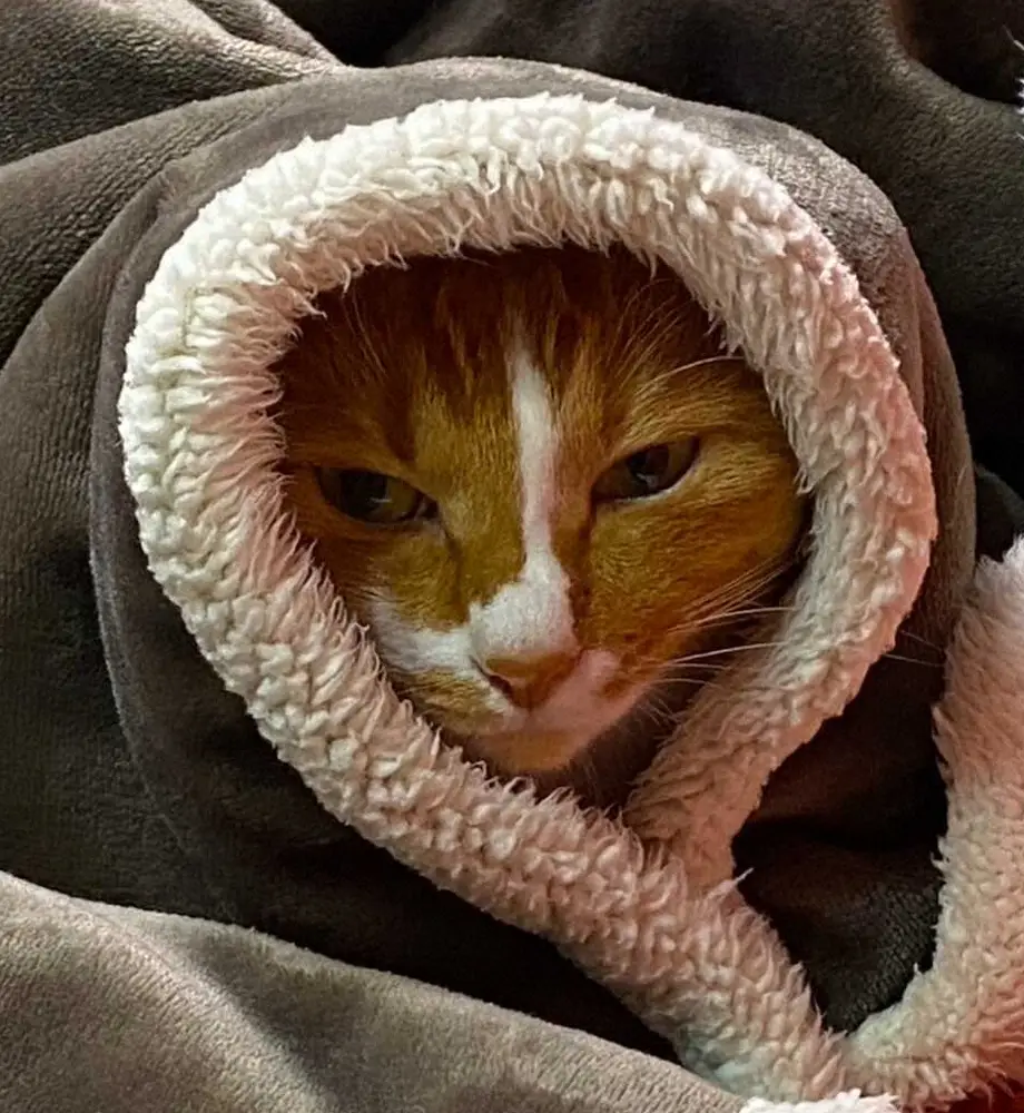 【画像・写真】【うちのネコピン】オリックス・若月　和菓子店で“運命の出会い”