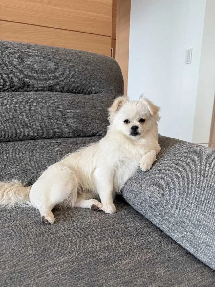 【画像・写真】【うちのデコピン】ヤクルト・丸山　おてんば娘から日々の幸せ