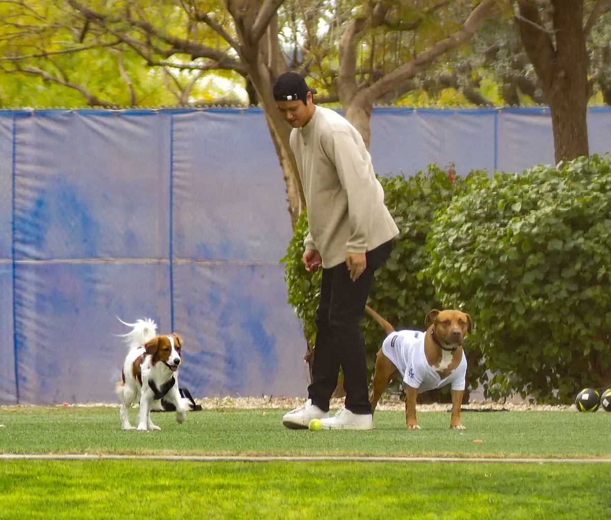【画像・写真】デコピンと遊んでいたドジャース・山本由伸の愛犬は“闘犬”だった　名前は「まだ秘密」