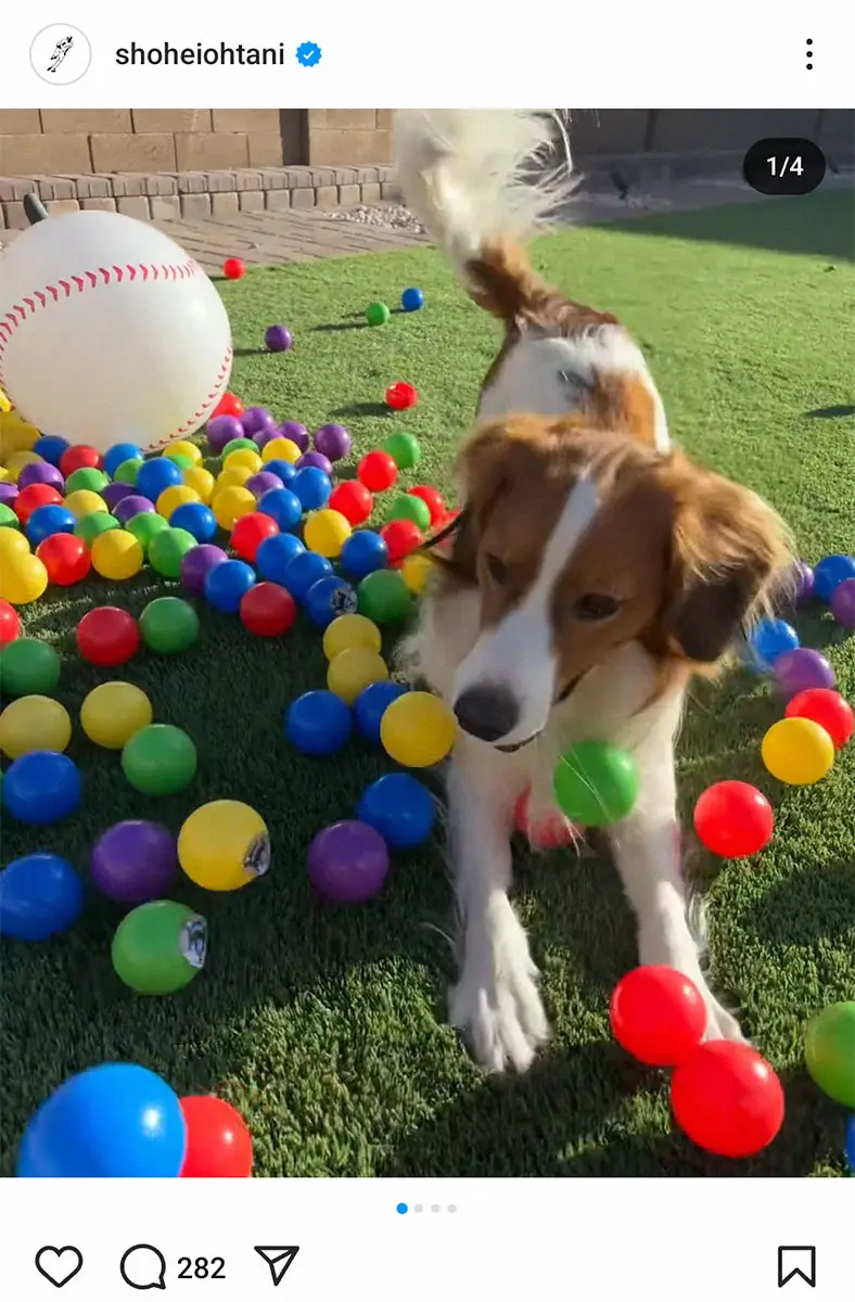 【画像・写真】ドジャース・大谷「Thank you」ロバーツ監督“お返し”のカラーボールでデコピンが遊ぶ様子披露