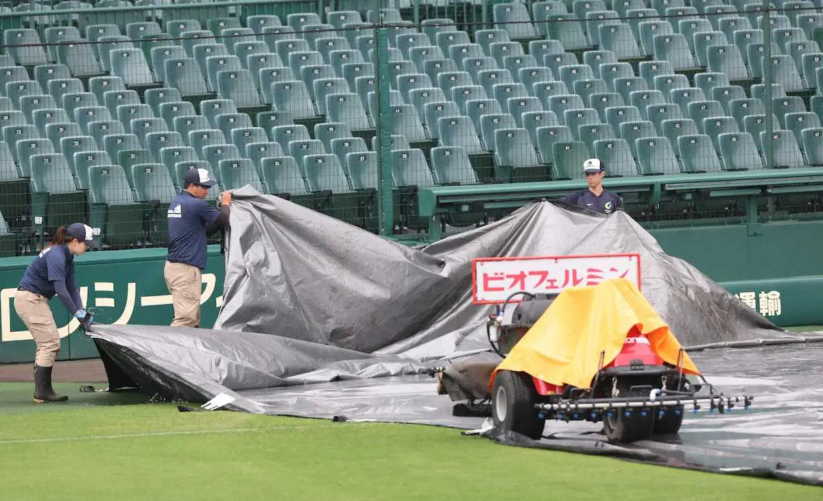 【画像・写真】雨上がりの甲子園は午前11時半から阪神園芸が雨シート撤収を開始　広島戦開催に向け急ピッチ