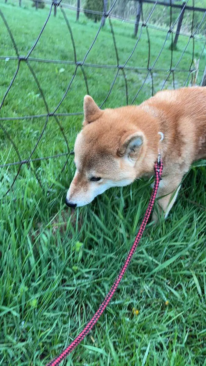 【画像・写真】日本ハムCBO・栗山氏　草を食べる愛犬に学ぶ　人が持つ能力も使わなければ失われていく