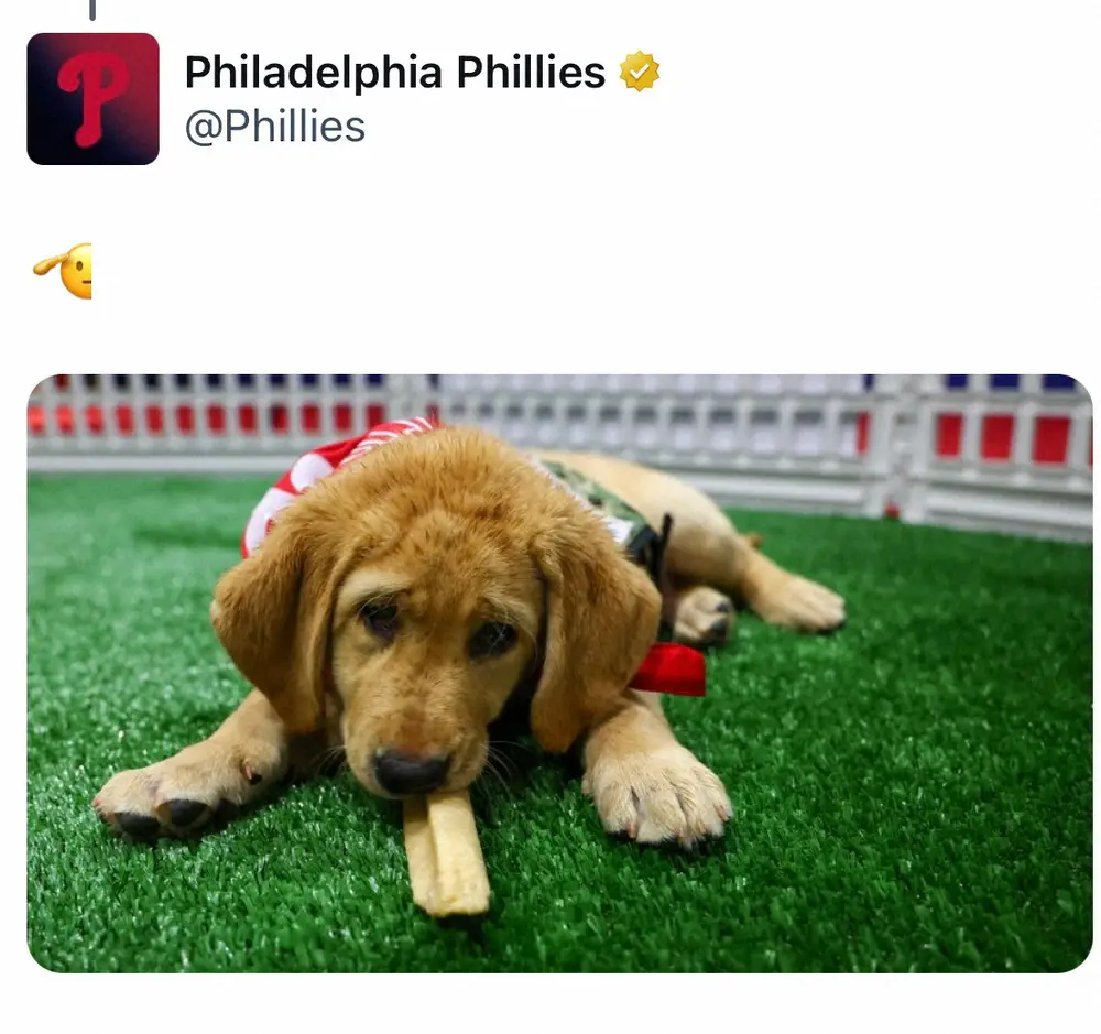 【画像・写真】フィリーズ介助犬「タガー」雨天中止でメジャーデビューお預け　しょんぼり顔に「明日頑張ろう」