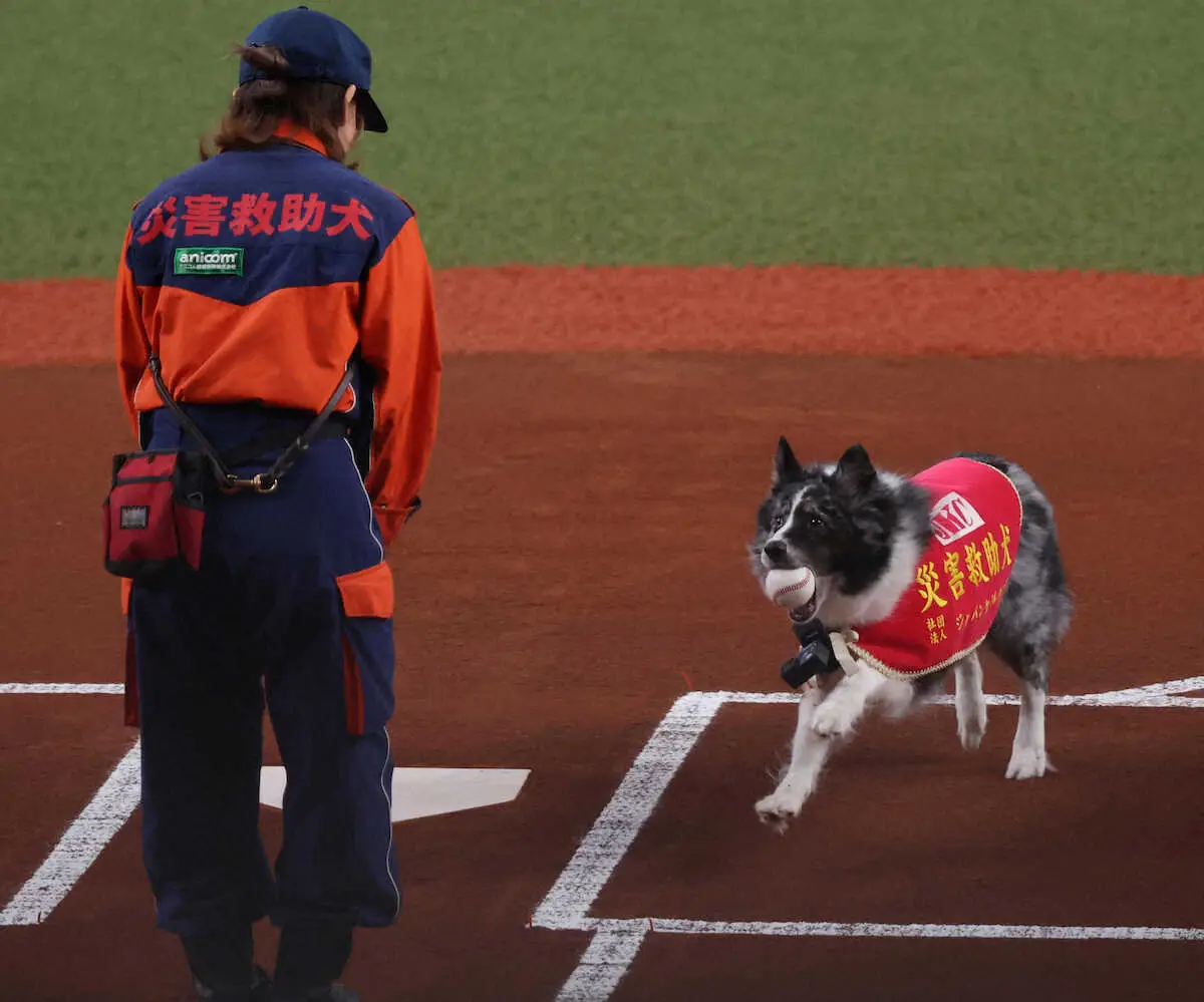 【画像・写真】オリックス　災害救助犬が始球式に登場　ボールをくわえて捕手役の訓練士のもとへ
