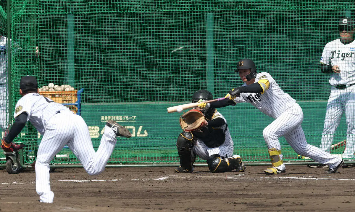 【画像・写真】阪神・佐藤輝明&森下翔太がバント練習！　ともにキャリア犠打「0」も…短期決戦へ“秘策”準備抜かりなし