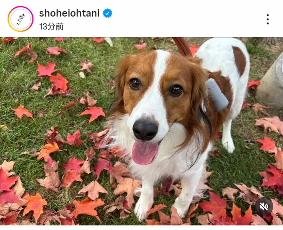 【画像・写真】大谷翔平のインスタグラム（@shoheiohtani）から