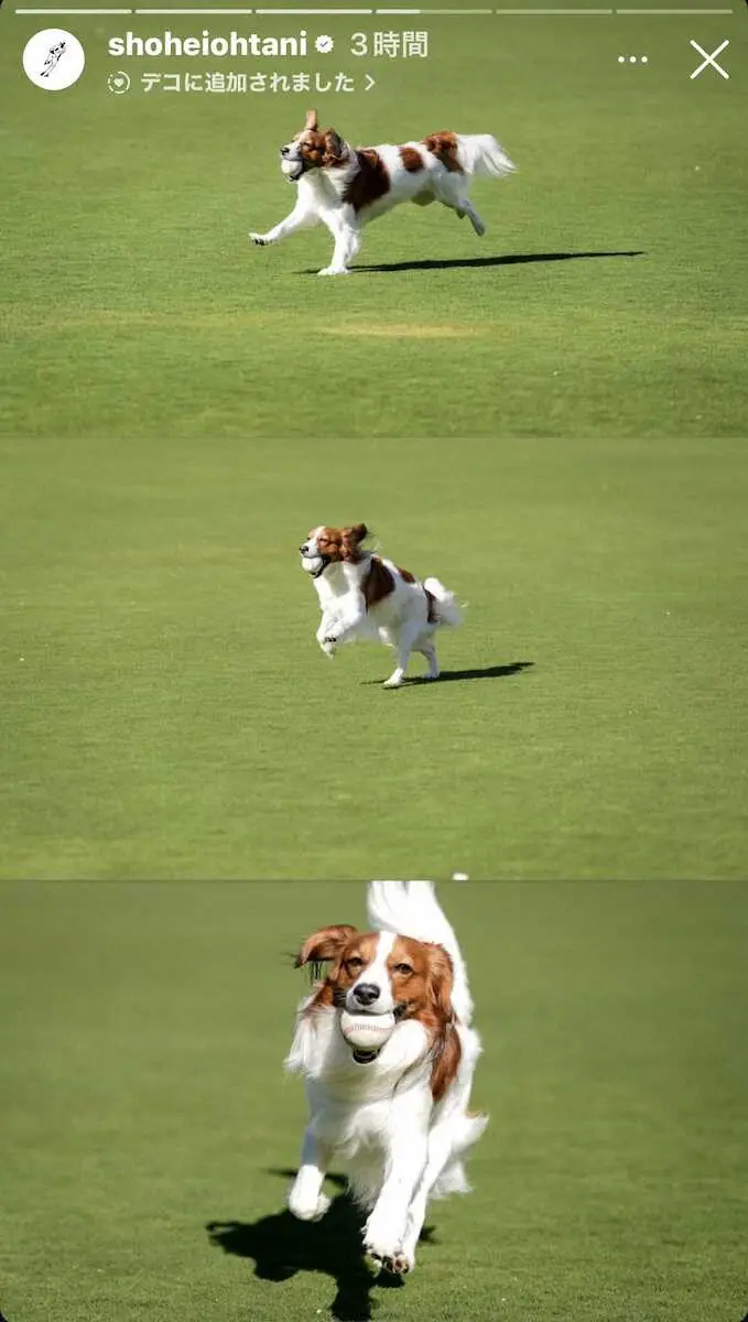 【画像・写真】ドジャース・大谷　デコピンと一緒に26年“始動”　MLB公式SNS「デコイは準備万全だ！」