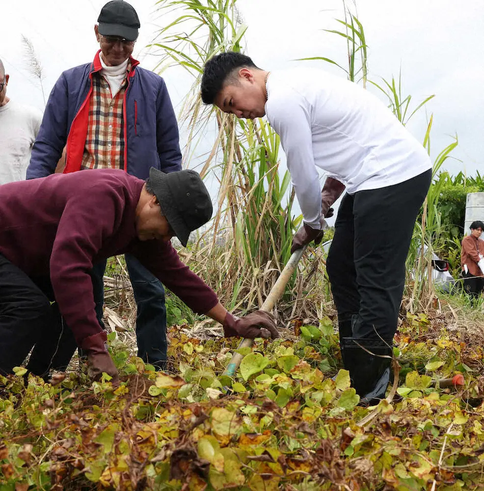 【画像・写真】阪神・石井大智　沖縄名産のクーガイモ掘りを体験　独立時代の思い出よみがえる「イモの方が難しかった」
