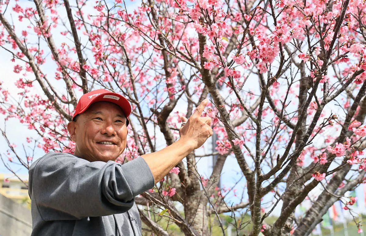 【画像・写真】【隠しマイク】ヤクルト池山監督　カンヒザクラに「ハチが“ブンブン”」「満開というより合格やね」