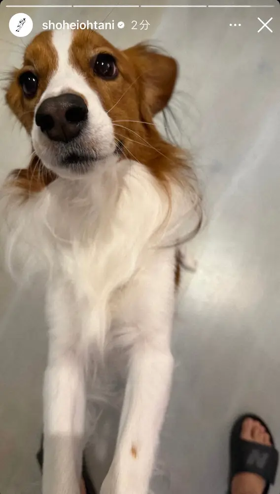 【画像・写真】「打てたね！ウェーイ」大谷翔平が愛犬・デコピン最新ショット公開！敵地6連戦終え「お帰りなさい！パパ」