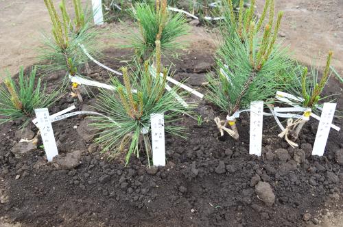 【画像・写真】被災地に心寄せていたやなせさん　「奇跡の一本松」題材に作曲も