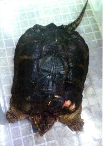 【画像・写真】空からカメが降ってきた！どぶろっく江口　無許可飼育で書類送検