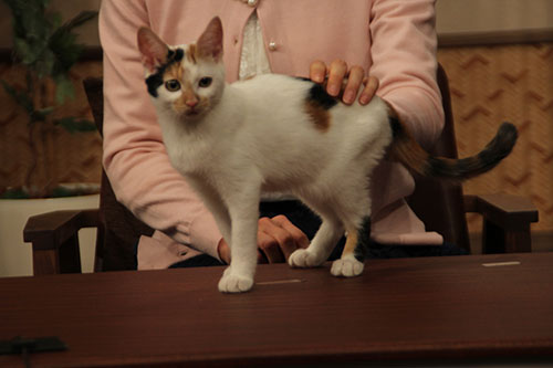「田勢康弘の週刊ニュース新書」でお披露目された２代目看板猫「にゃーにゃ」