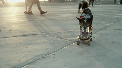 【画像・写真】凄すぎる“パルクール犬”がＣＭに　スケボーやバク宙、ハイジャンプも