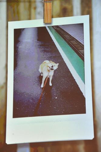 富士フイルム「チェキ」新製品発表会で東出昌大が披露した愛犬の写真