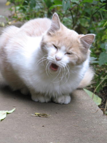 【画像・写真】ドナルドとシンゾー？猫がいる日常と、ある仮説