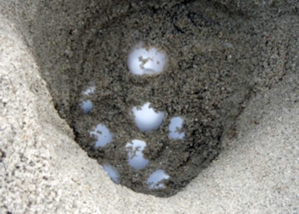 美らＳＵＮビーチで確認されたウミガメの卵（日本ウミガメ協議会付属黒島研究所ホームページより）