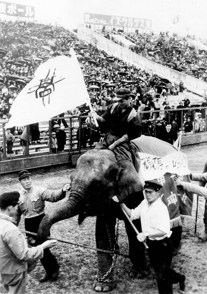 ５１年春　鳴尾出場で阪神パークの象「アキ子」が甲子園へやって来た