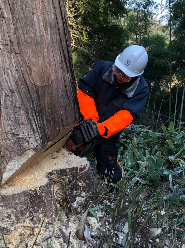 巨木をチェーンソーで伐採するアンガールズ山根良顕 ｃ ｒｃｃ中国放送 スポニチ Sponichi Annex 芸能