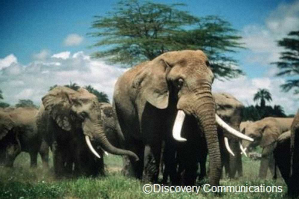 【画像・写真】森泉「ゾウ大特集」のナビゲーターに　愛犬とともに登場