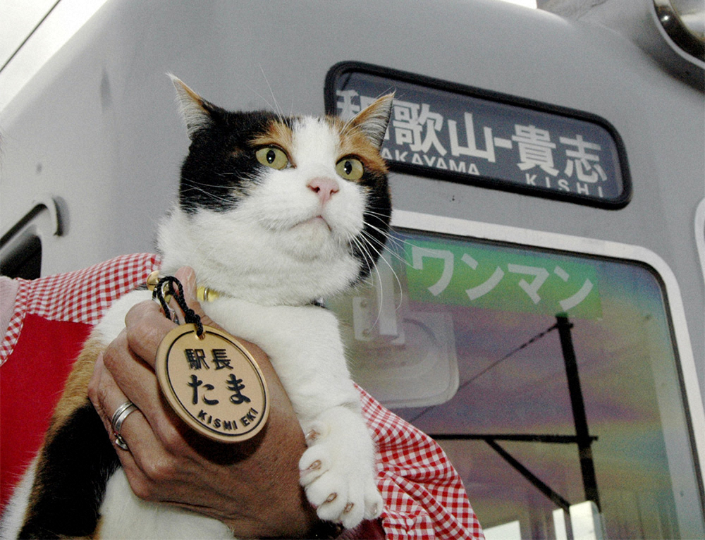 ＜2位　たま駅長＞07～15年、和歌山電鉄貴志川線貴志駅で駅長を務めた三毛猫。平成の猫ブームに
