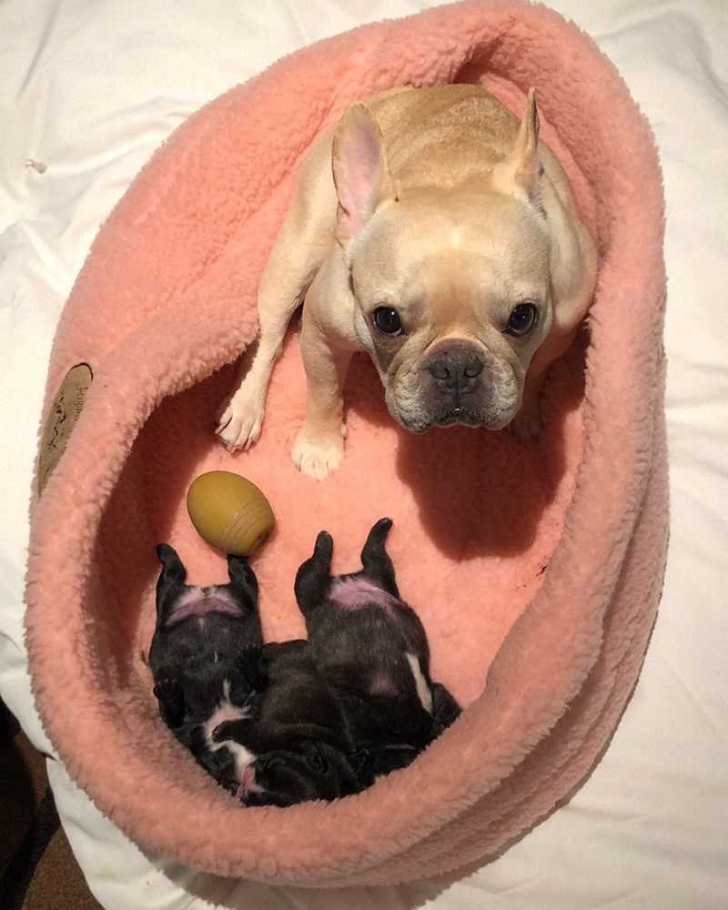 3月27日に子犬3匹を出産した草なぎ剛の愛犬「クルミ」（本人インスタグラムより）