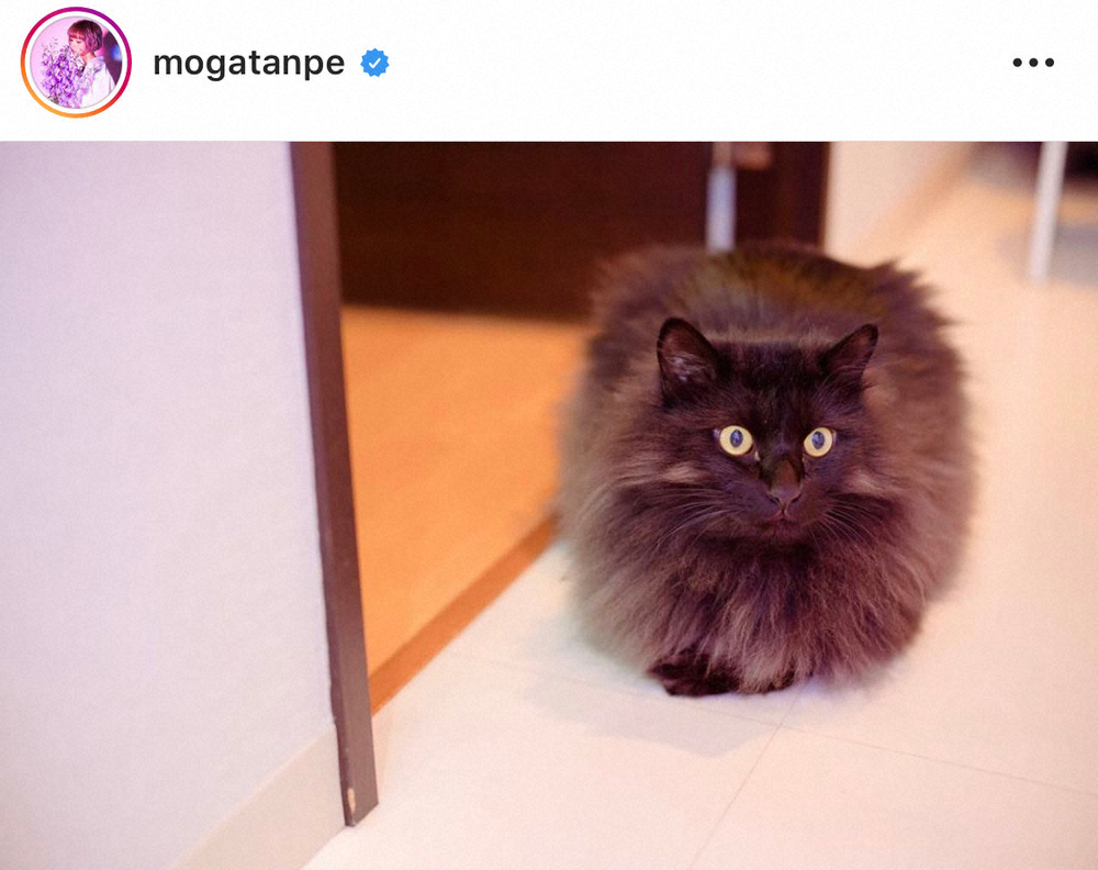 【画像・写真】最上もが「撮るのむずい」愛猫ショット披露　セカオワSaori「まっくろくろすけいた！！」