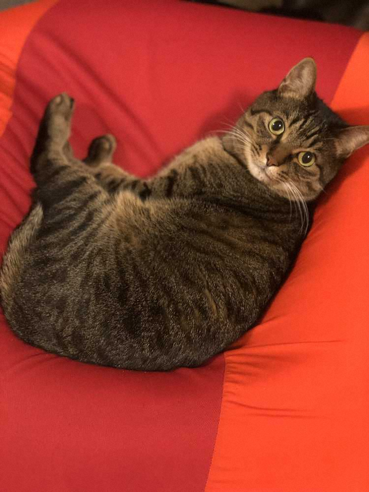 【画像・写真】古坂大魔王の愛猫「コマオー」