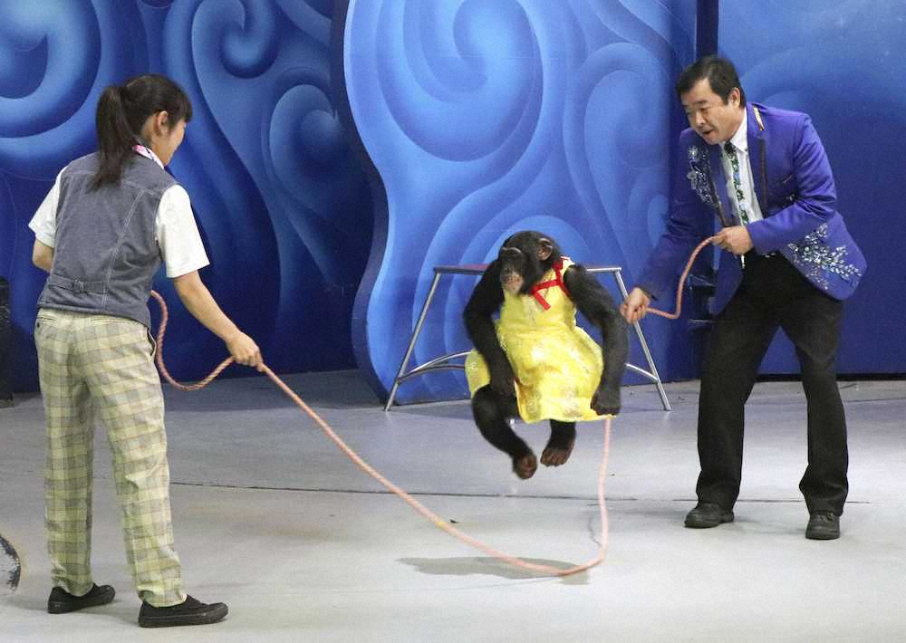 大縄跳びに成功したチンパンジーのプリンちゃん。右は宮沢厚園長