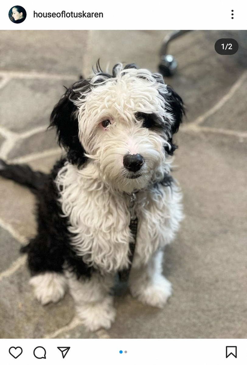 【画像・写真】桐島かれん　愛犬がトリミングサロンで大変身に「ビックリ！」　ファンも「別犬みたい」と驚き