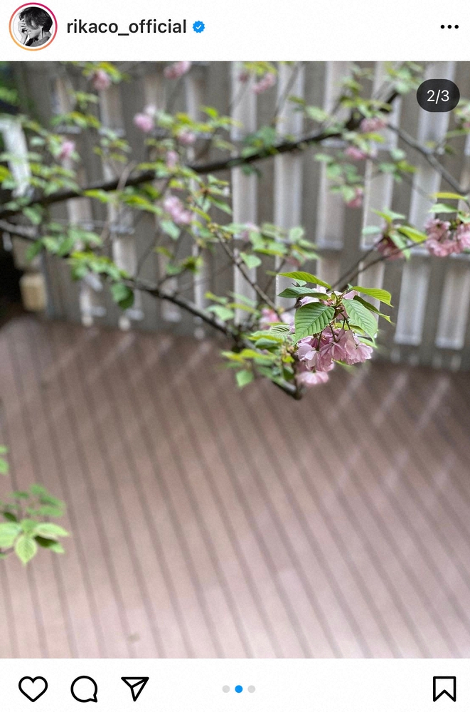 【画像・写真】RIKACO　「例年よりも早く咲いた」自宅の八重桜公開　「めっちゃ綺麗」「春ですね」の声