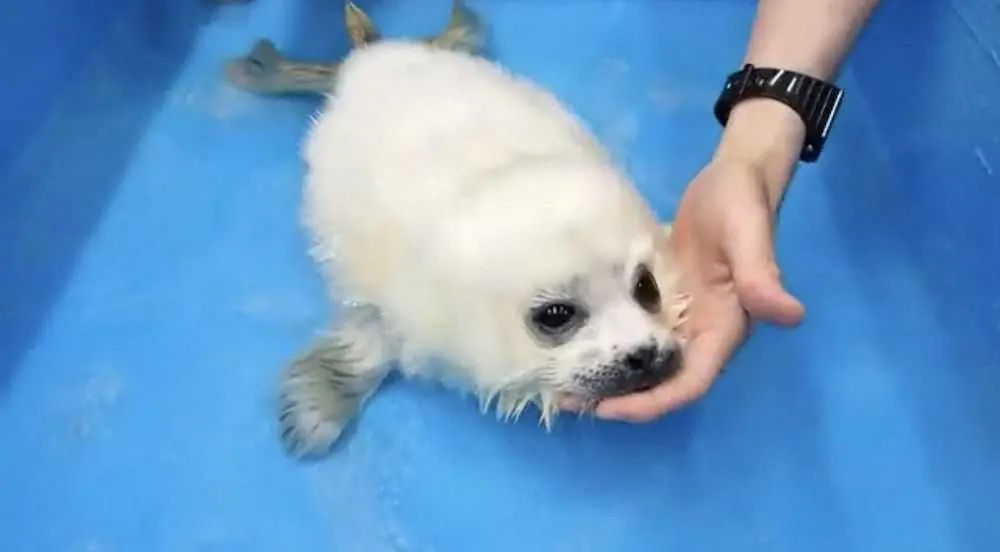 【画像・写真】ふわふわ！海遊館・ワモンアザラシ赤ちゃんの“天使過ぎる”かわいさが話題に