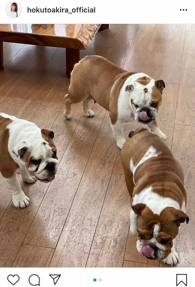 【画像・写真】北斗晶　「見分けが付きにくくなってる」子犬たちの成長ぶり　フォロワーも癒やされ「育ち盛りですね」