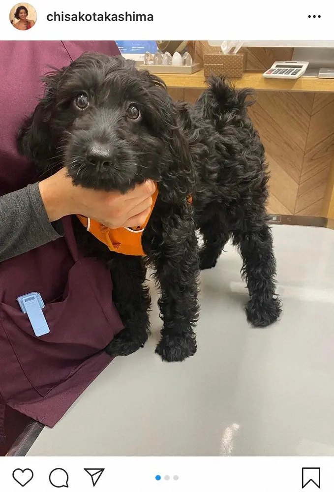 【画像・写真】高嶋ちさ子　「来週あたりお散歩デビューかなぁ」愛犬のワクチン接種終了を報告