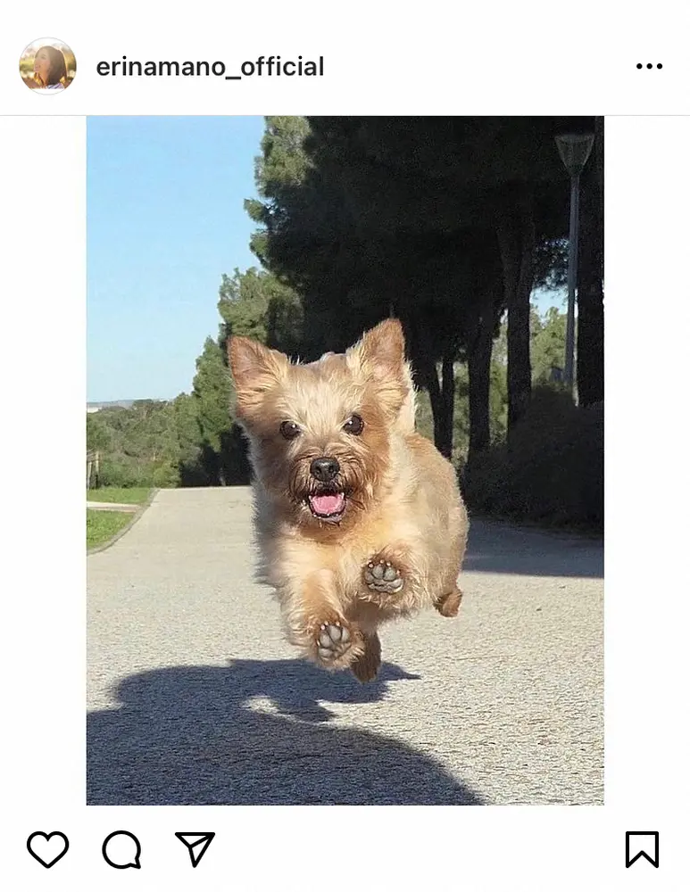 【画像・写真】真野恵里菜　飛んでる！愛犬の奇跡的ショットに驚嘆の声「肉球もバッチリ」「躍動感すごい」