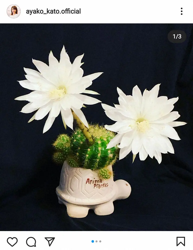 【画像・写真】カトパン　インスタでも結婚報告　祝福してくれた？サボテンの花の写真添え「少しずつ実感」