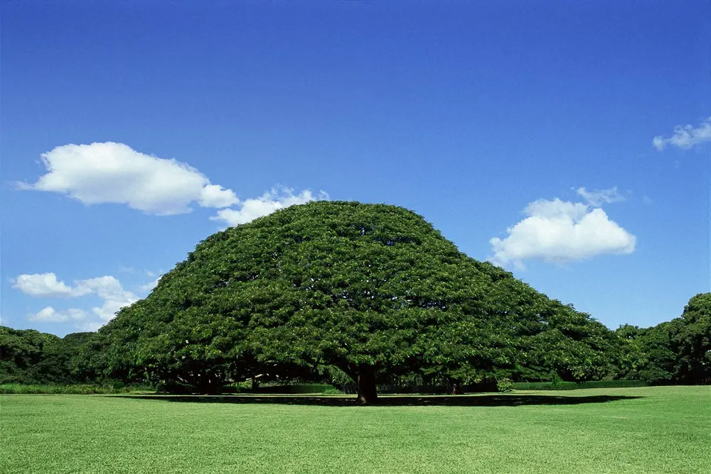 【画像・写真】日立製作所　小林亜星さん追悼　「日立の樹」作曲に感謝「グループの顔とも言えるCMソングに」