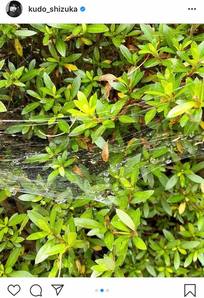 【画像・写真】工藤静香　雨上がりに発見した蜘蛛の巣に反響「綺麗ですね」「神秘的」の声