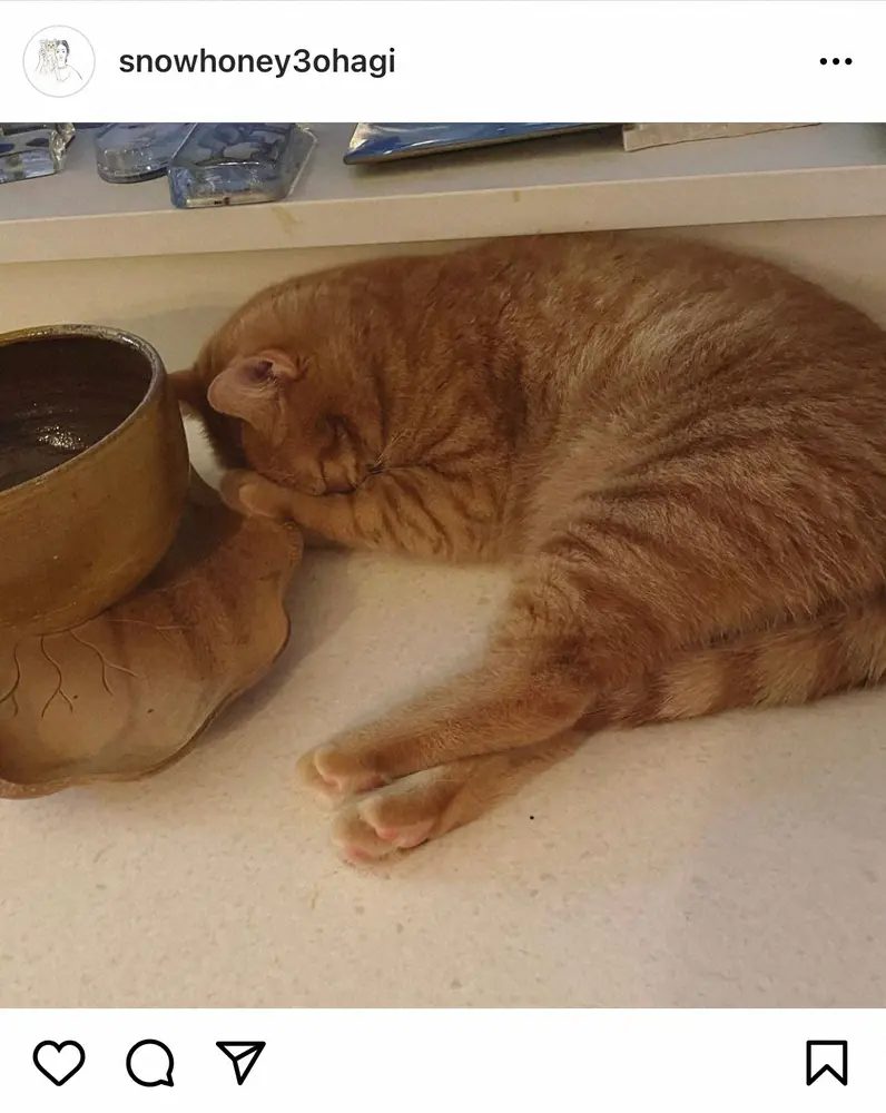 【画像・写真】石田ゆり子　頭抱える愛猫の写真アップ　緊急事態宣言、五輪開催…「乗り切らなければ。乗り切らなければ」