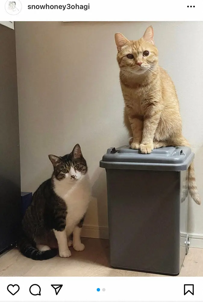 【画像・写真】石田ゆり子「この競技は…」愛猫たちの振る舞いがまるで「表彰台」　フォロワー「金メダル級にかわいい」