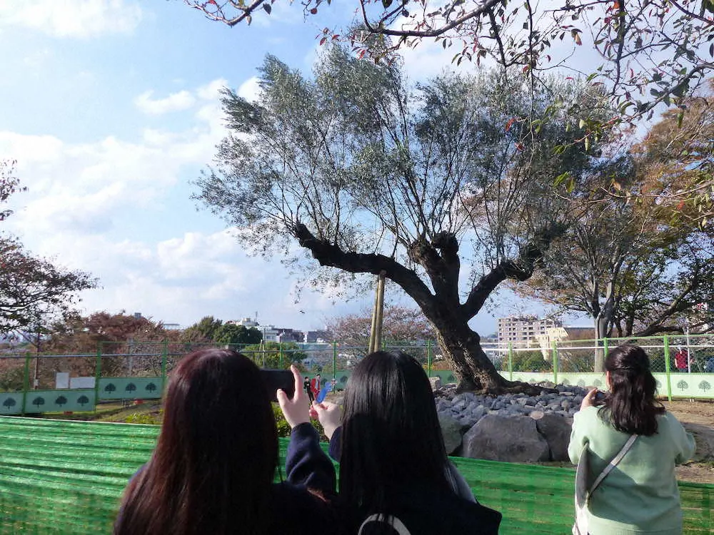 ブイロクの木と記念撮影するファン