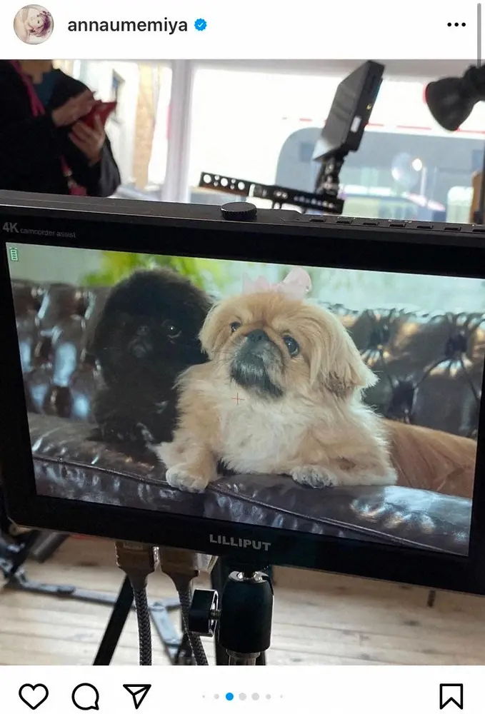 【画像・写真】梅宮アンナ　愛犬がモデルに　撮影オフショット公開に「可愛いー」「ちゃんと演技してますね～」の声