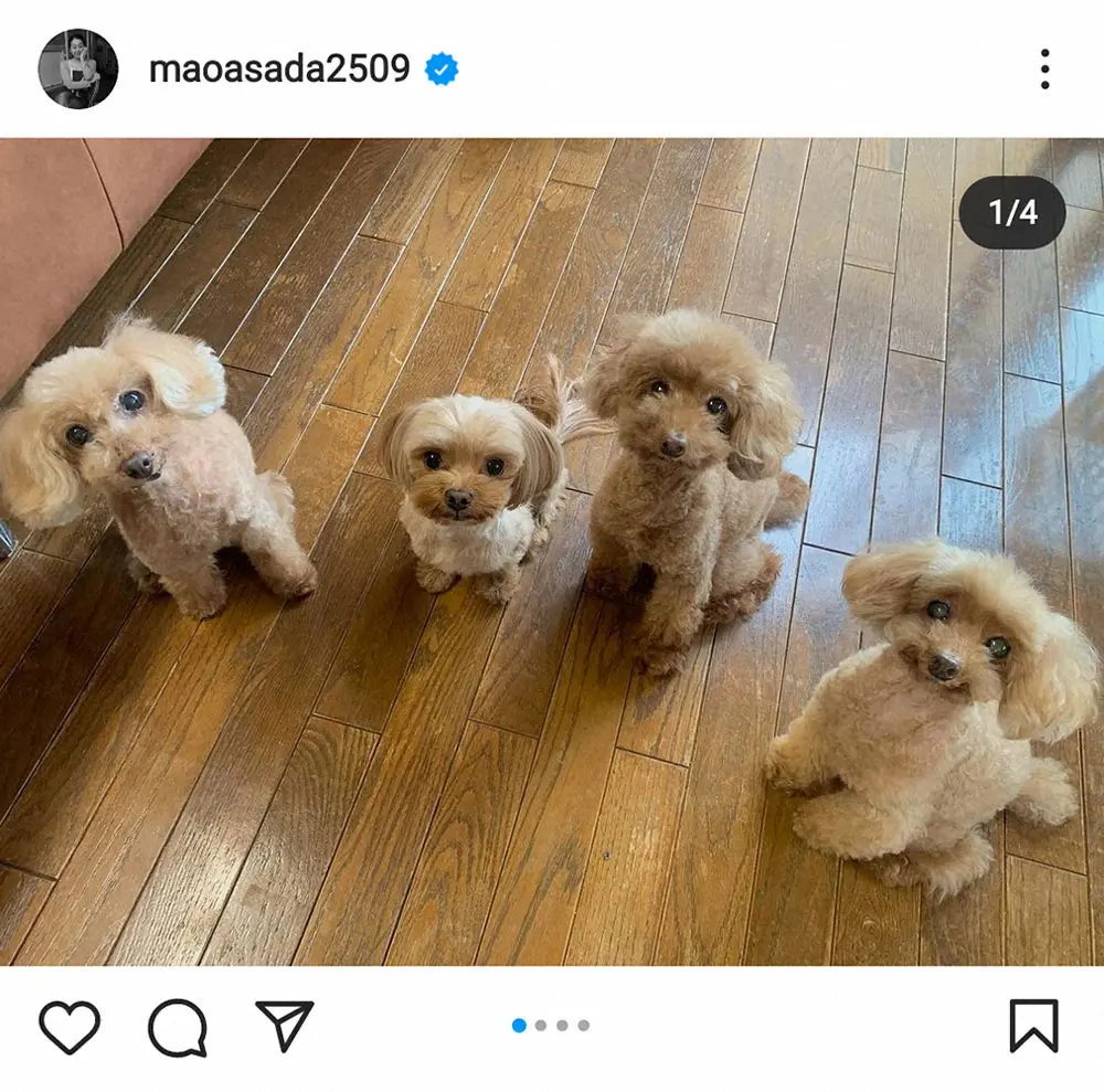 【画像・写真】浅田真央さん　自身と姉・舞の愛犬4ショットに「みんな元気そう」「カメラ目線でかわい過ぎ」の声