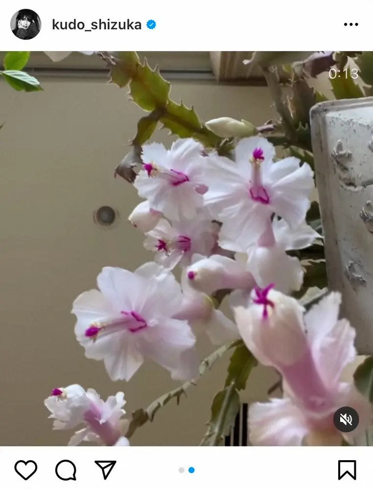 【画像・写真】工藤静香　“美人さんのサボテン”独自の鑑賞方法に反響「しーちゃんらしい楽しみ方」の声