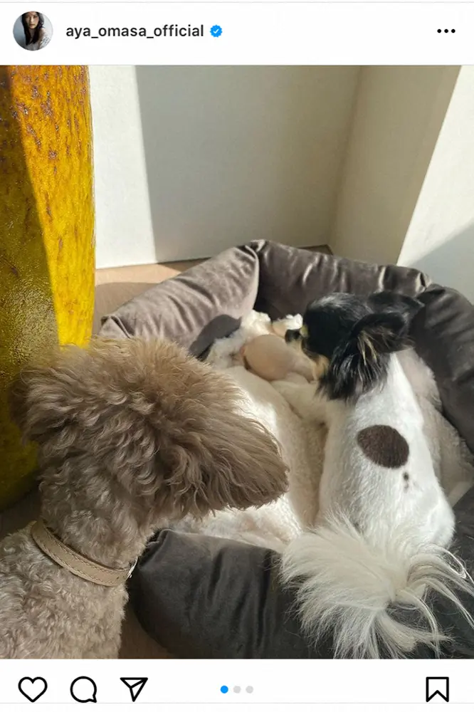 【画像・写真】大政絢　愛犬写真添え結婚祝福に感謝、年始は「まったりしながら日向ぼっこ」