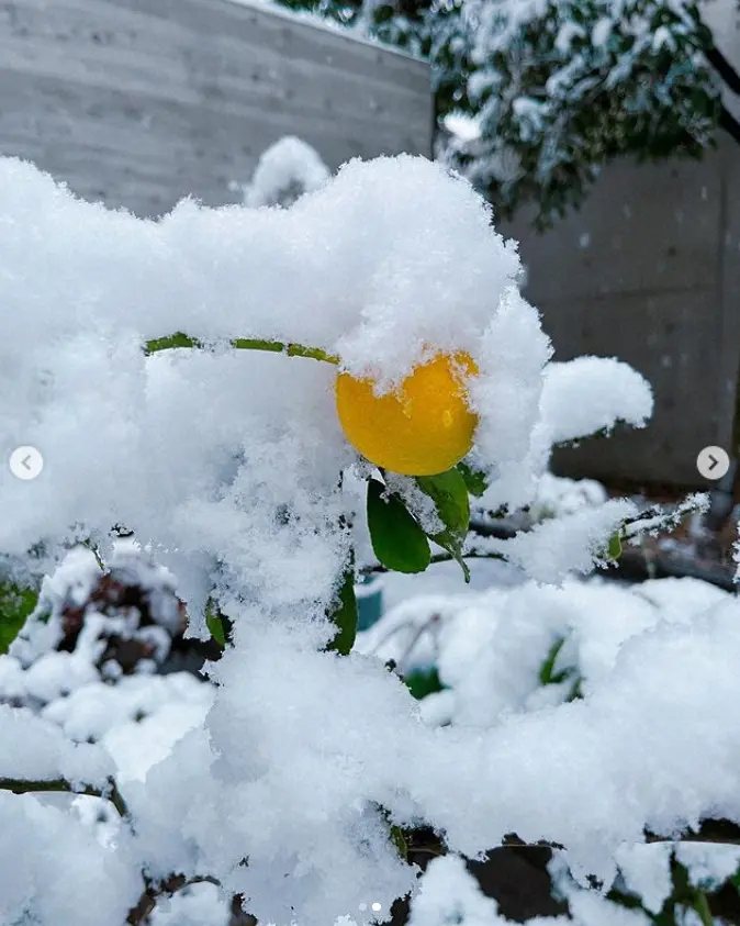 【画像・写真】Koki，“リアル雪化粧”ショット公開に「冷たい寒いってのも感じさせず美しい」「すごい雪でしたね！」