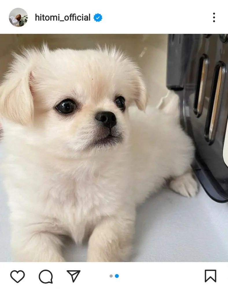 【画像・写真】hitomi　「家族が増えました」と2ショット披露し名前も明かす　「可愛い～賑やかになりますね」の声