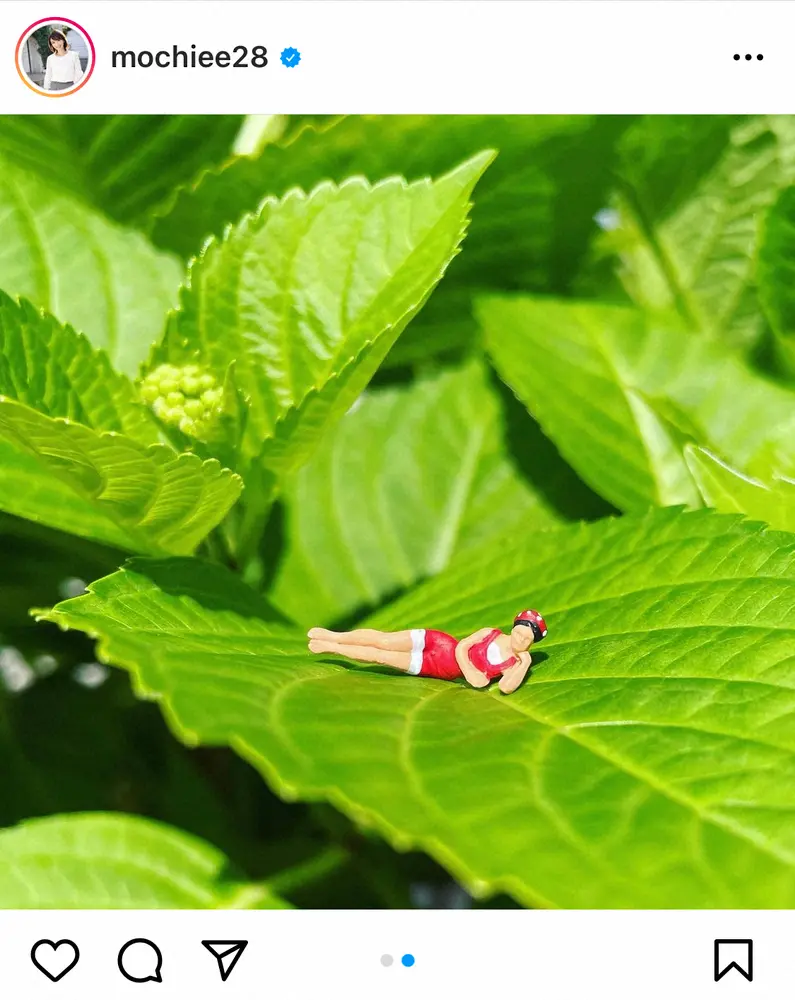 【画像・写真】望月理恵アナ　「いつ咲くかな」青々と生い茂った自宅のアジサイ披露「上手に育てていますね」の声